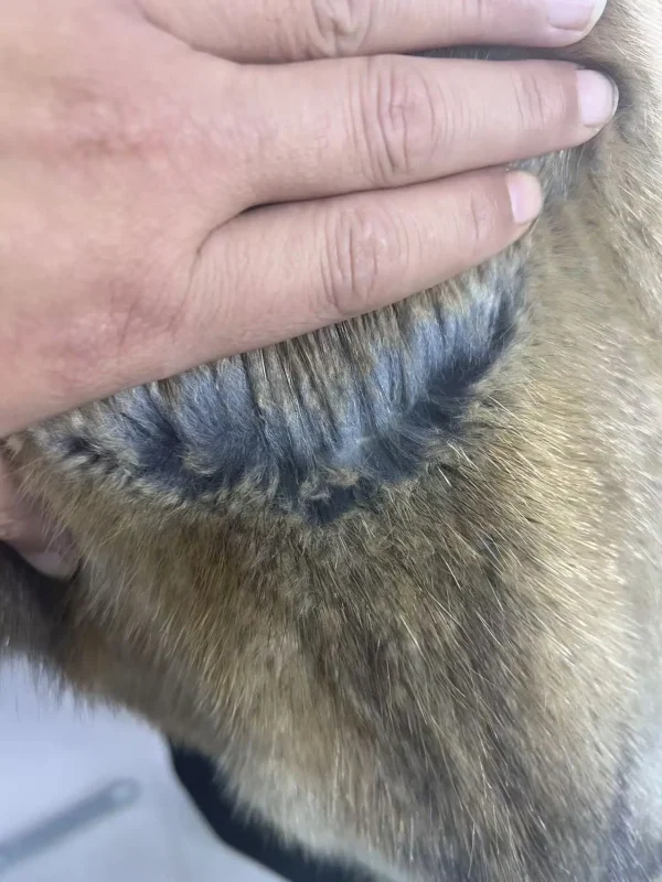 Nuove donne vero cappotto di pelliccia di ratto naturale di muschio di alta qualità genuino inverno giacca femminile di lusso tuta sportiva maniche lunghe 5